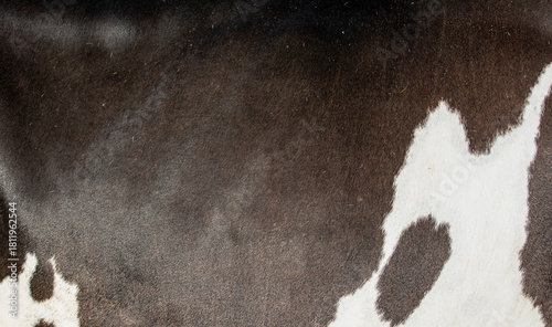 Cow skin texture background