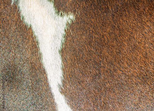 Brown and white real fur texture background