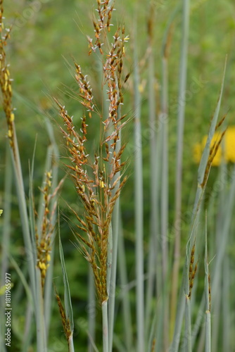 Indianergras, Sorghastrum nutans, Indian Steel