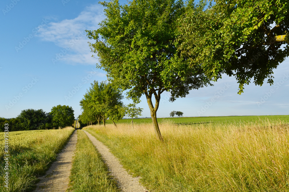 Fototapeta premium Biotop, Altgrasflur