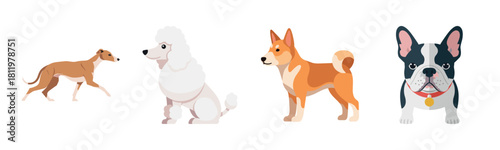 Variety of dog breeds: greyhound, poodle, shiba inu, french bulldog illustrations
