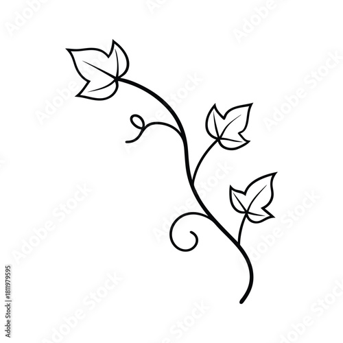 Simple outline of ivy leaves and vine created for botanical themed minimalist artwork Vector illustration