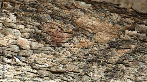 Rough natural tree bark texture