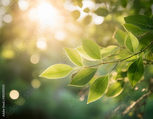 natural aesthetic background close up of delicate leaves and branches soft sunlight filtering through gentle and organic