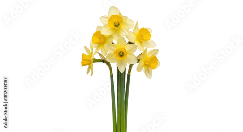 Vászonkép Isolated daffodil bunch, spring flowers of delicate narcissus in bloom, floral a