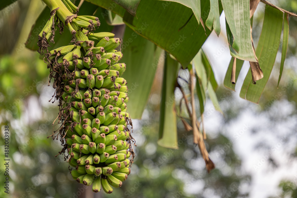 Obraz premium A large, long bunch of Thousand Finger Banana (Pisang Seribu). Rare tropical fruit variety growing on a tree with green leaves.