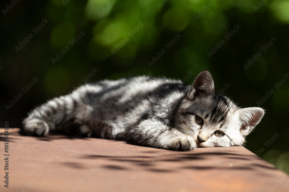 Fototapeta premium 寝ている子猫