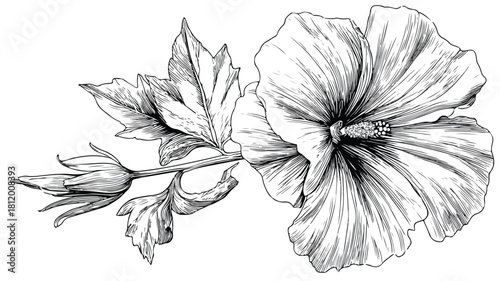 Elegant Botanical Illustration of Plant with Central Flower in Vector Art