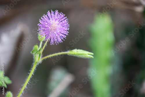 Photos Close up macro of a pink Sensitive Plant (Mimosa pudica) flower