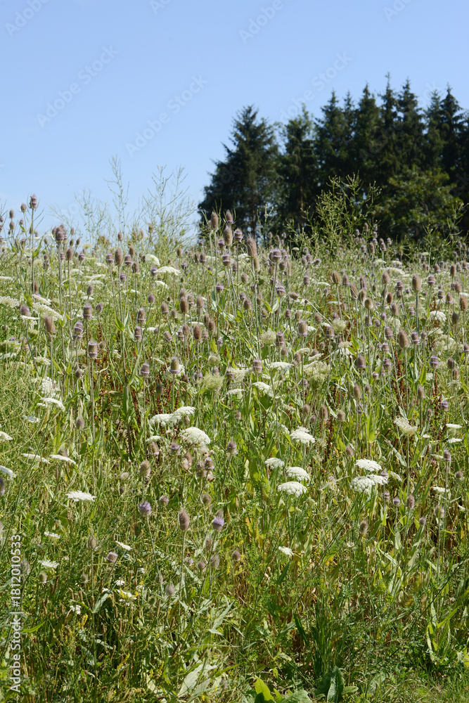 Obraz premium Blühfläche