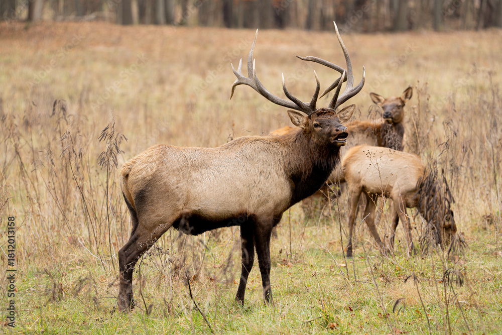 Obraz premium Male Elk