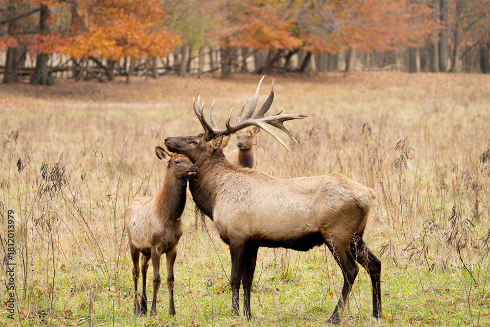 Fototapeta premium Male and baby elk