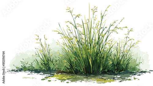 Green Grass Field with Rice Vector Watermark - Nature Landscape Image