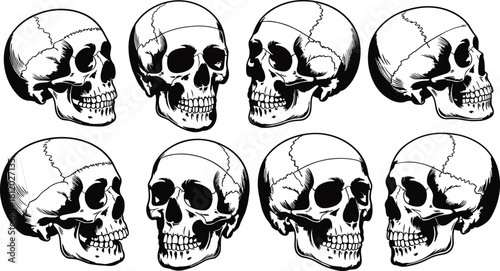 Detailed black and white human skull illustration set showing multiple anatomical angles for medical, tattoo, and gothic design use