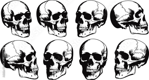 Detailed black and white human skull illustration set showing multiple anatomical angles for medical, tattoo, and gothic design use