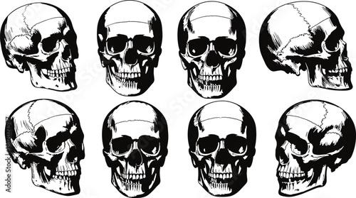 Detailed black and white human skull illustration set showing multiple anatomical angles for medical, tattoo, and gothic design use