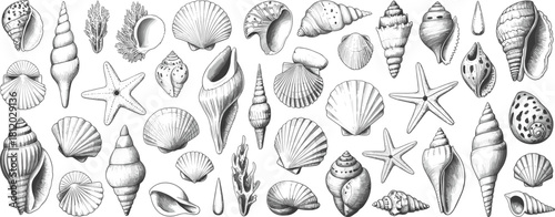Detailed black and white seashell illustration collection, vintage marine conch and starfish drawing, coastal ocean life sketch art pattern, nature design