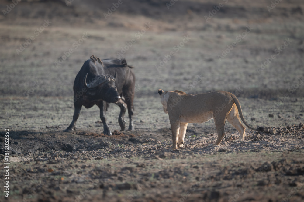 Fototapeta premium Lioness confronting Cape buffalo in dry pan