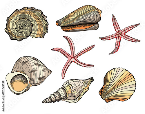 Illustration of various seashells and starfish on a white background.