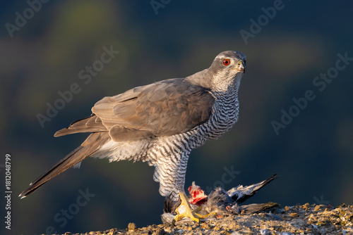 goshawk