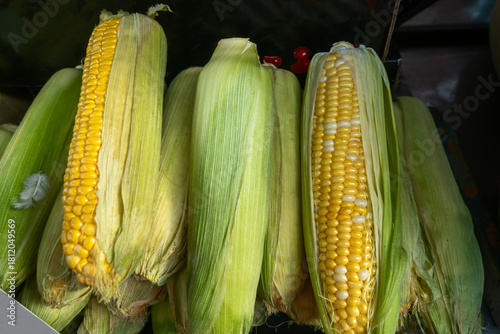 Fresh ears of corn with green husks and bright yellow kernels on display. Raw sweet corn with green husks and bicolor kernels ready for cooking or sale at farmers market.