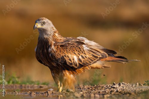 red kite