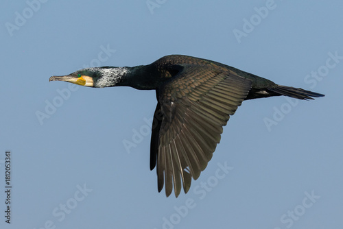 great cormoran in flight