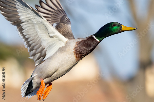 duck in flight