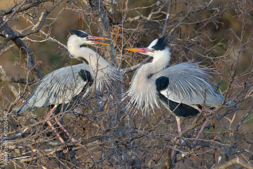 grey heron ardea cinerea
