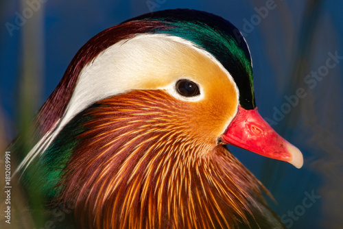 portrait of a mandarin duck