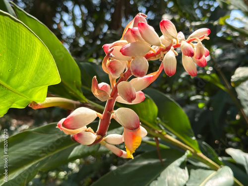 Shell ginger (lat.- Alpinia zerumbet)