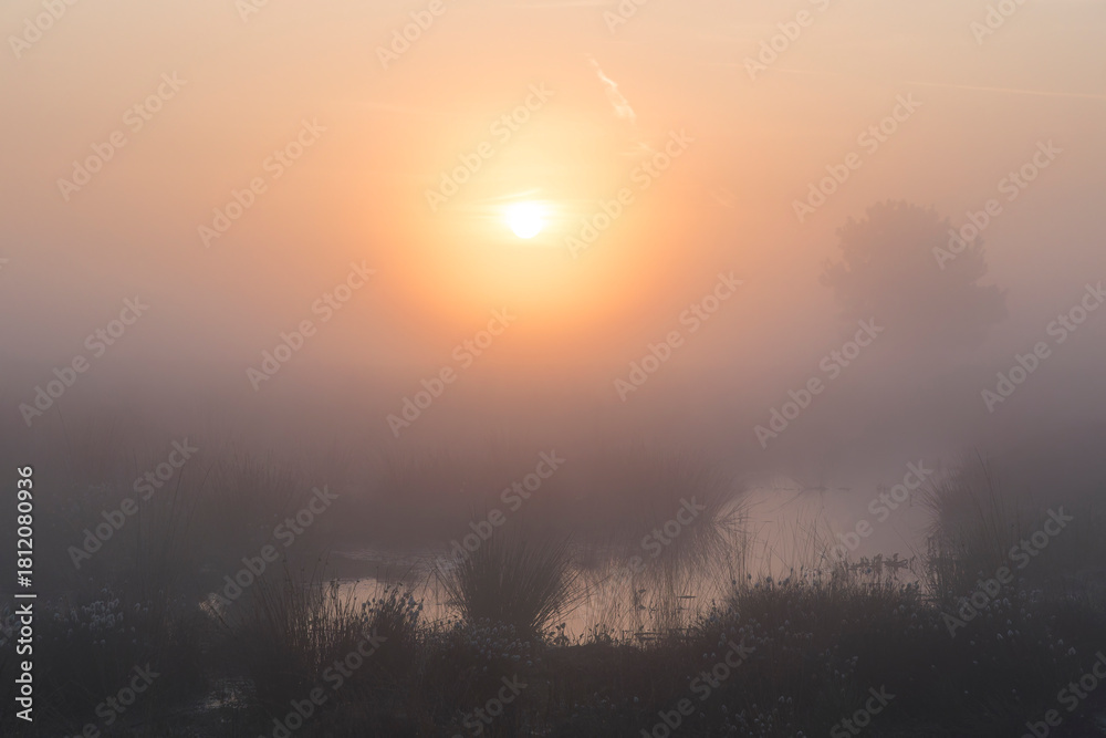 Naklejka premium A sunrise over a marshy area with reed and a tree on the side in the Netherlands. The sky is orange and the sun is rising in the middle of the photo.