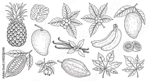 Exotic Fruits and Plants Sketch - Pineapple, Mango, Banana, Cocoa, Vanilla.