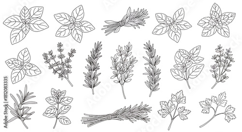 Hand-drawn herbs and spices illustration - Basil, thyme, rosemary, and lavender.
