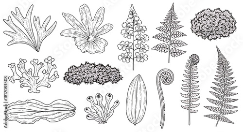 Botanical Illustration of Various Moss and Fern Species.