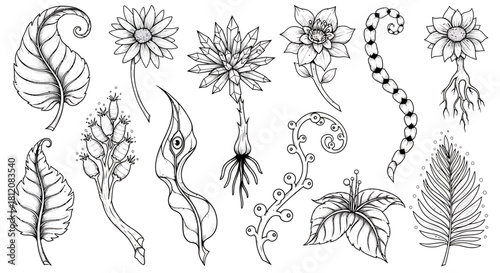 Botanical Line Art - A Collection of Exotic Plant Illustrations.
