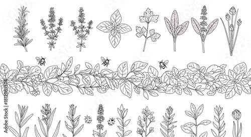 Botanical Line Art - A Collection of Herbs and Plants.