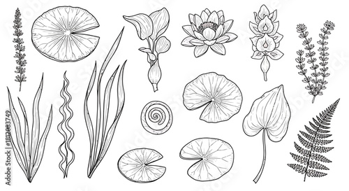 Botanical Line Art - Aquatic Plants and Ferns Illustration.