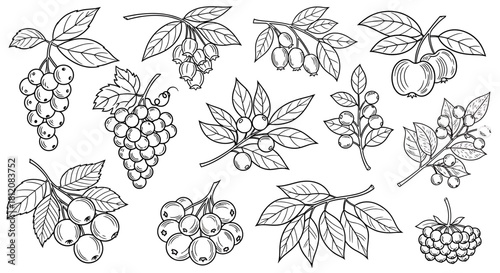 Botanical Line Art - Assorted Berries and Fruits Illustration.