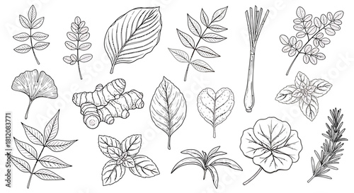 Botanical Line Art - Assorted Herbs and Leaves Illustration.