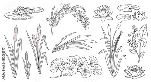 Botanical Line Art of Aquatic Plants and Flowers.