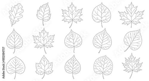 Collection of Various Leaf Outlines for Botanical Illustration.