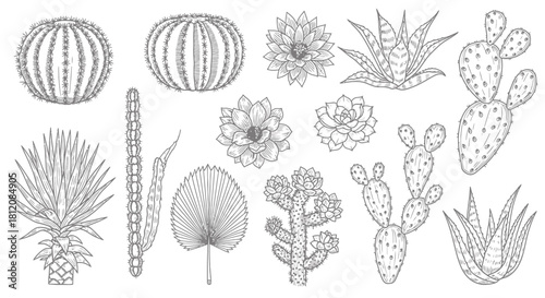 Detailed Line Art Collection of Various Cactus and Succulent Plants.