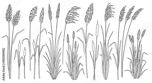 Detailed Line Art Illustration of Various Reed and Cattail Plants.