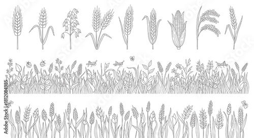 Detailed Line Art of Various Cereal Plants and Grain Fields.