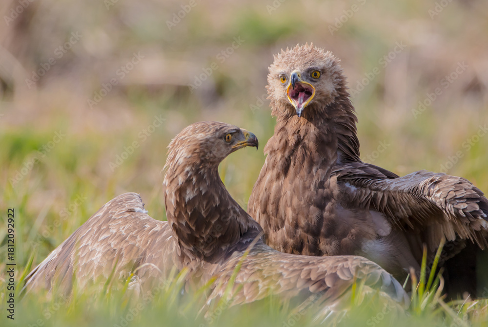 Fototapeta premium Lesser spotted eagle - pair of birds in spring