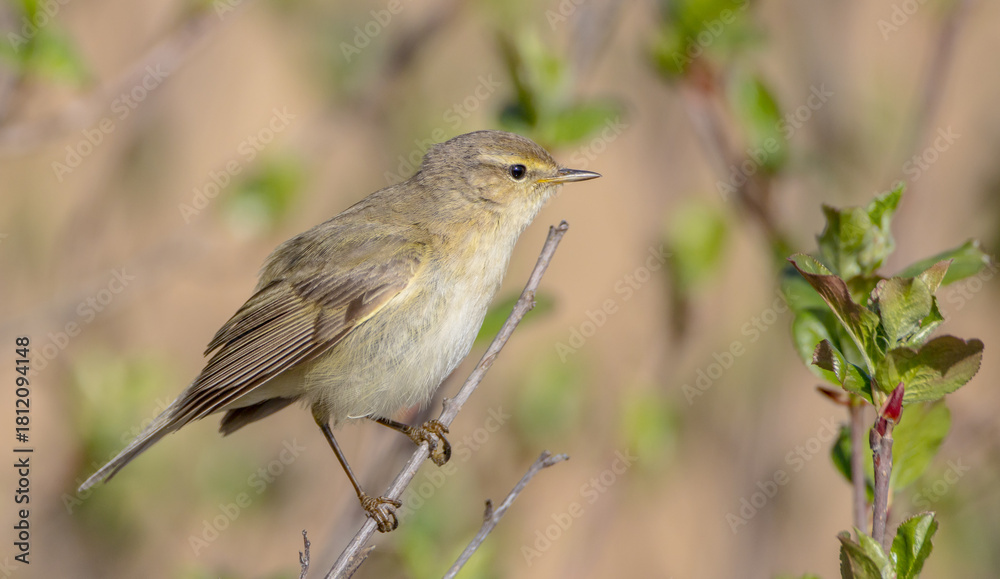 Obraz premium Willow warbler in early spring at a wetland 
