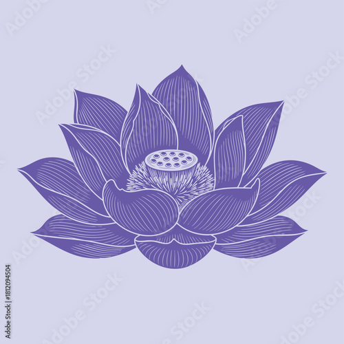 Elegant lotus flower illustration on white background for design projects