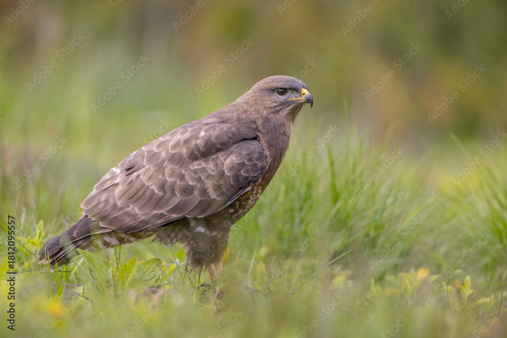 Obraz premium Common Buzzard in spring at a wet forest