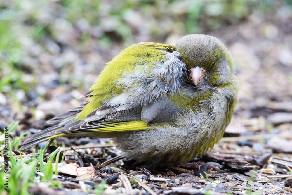 Naklejka premium Śpiący dzwoniec skulony na ziemi, mały zielony ptak odpoczywający w ogrodzie.